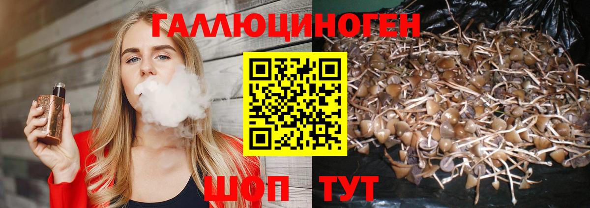 Псилоцибиновые грибы Psilocybine cubensis Богородск